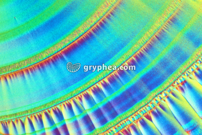 Vitamine C x25 - gryphea.org